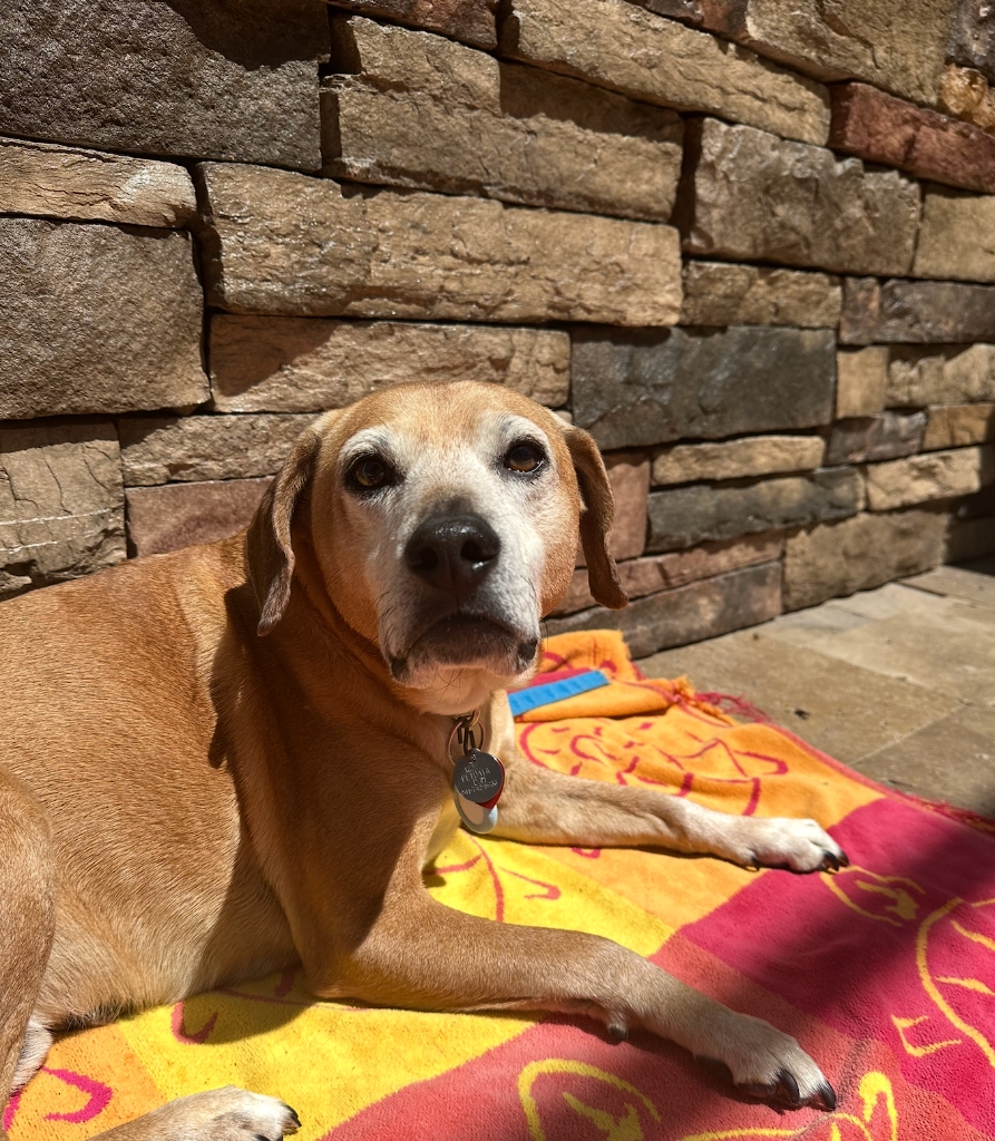 Bart - Aaron Stephens' Dog