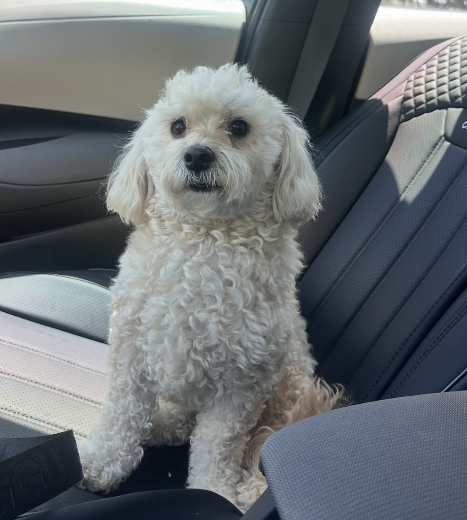 Dylan - Aaron Stephens' Dog