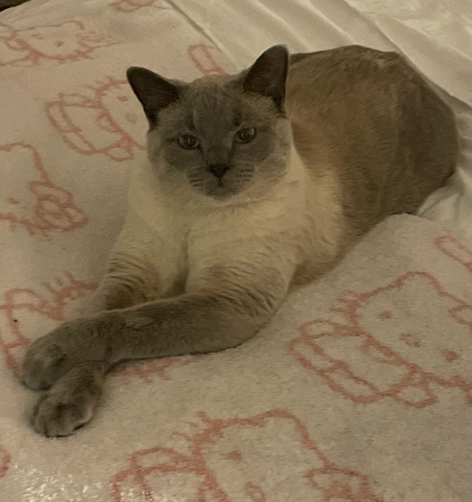 Felix - Aaron Stephens' Cat