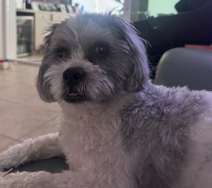 Jasper - Kelly's Dog