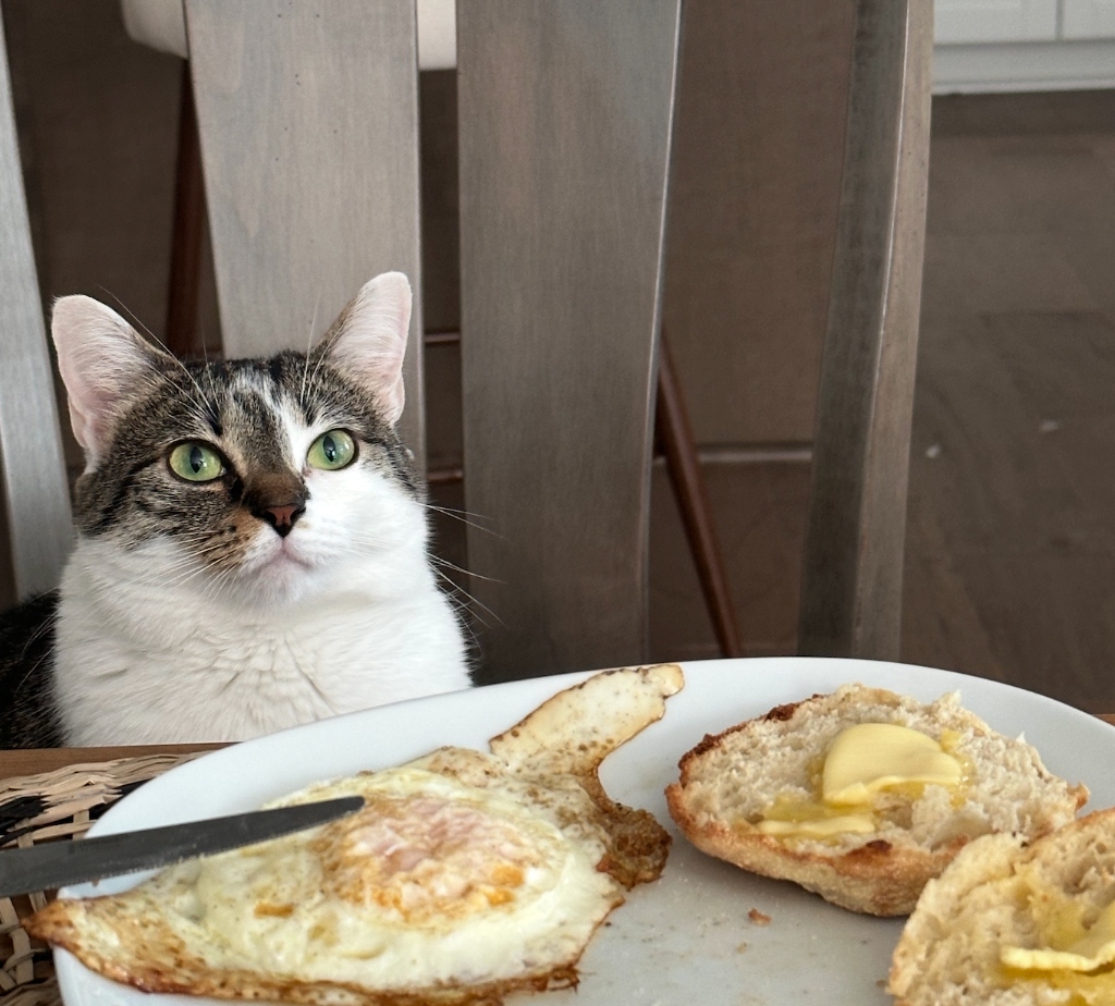 Millie - Robert Fish's Cat
