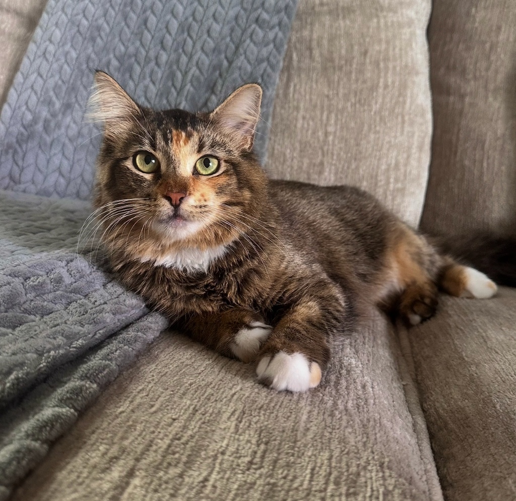 Rosie - Aaron Stephens' Cat