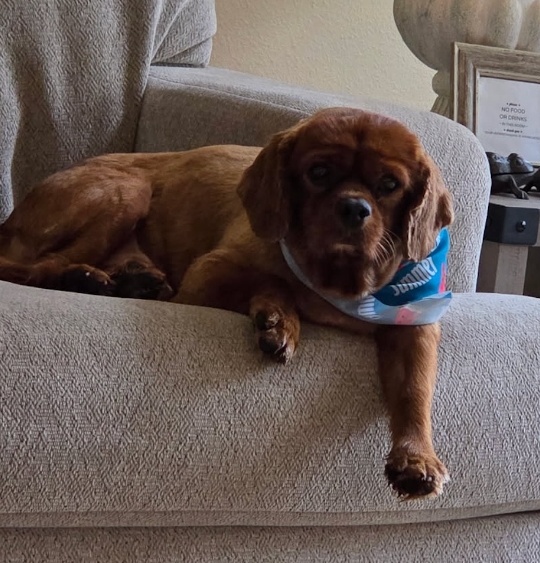 Rusty - Brian's Dog