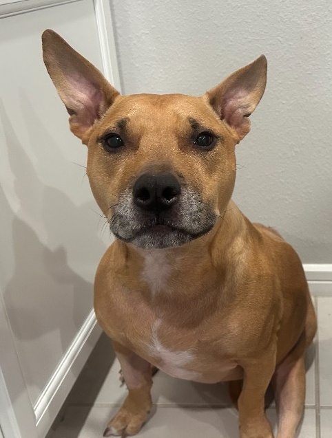 Sadie - Brandon's Dog