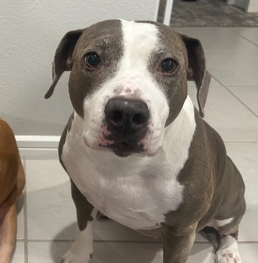 Socks - Brandon's Dog